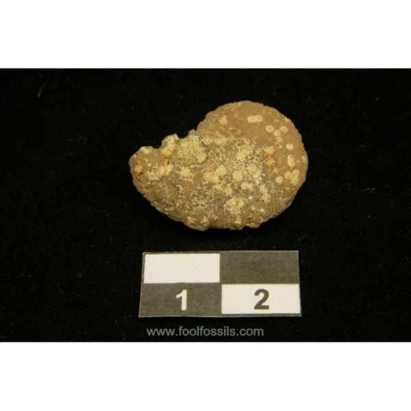 Ammonites fósil Hoplitoides. Ref: AM-1004