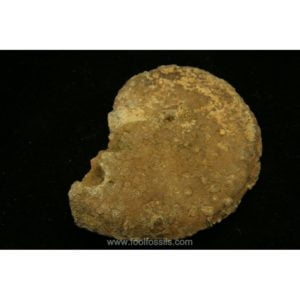 Ammonites fósil Hoplitoides. Ref: AM-1007