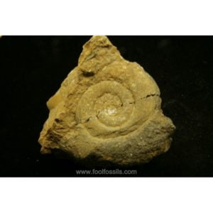 Ammonites fósil Psiloceras. Ref: AM-1018