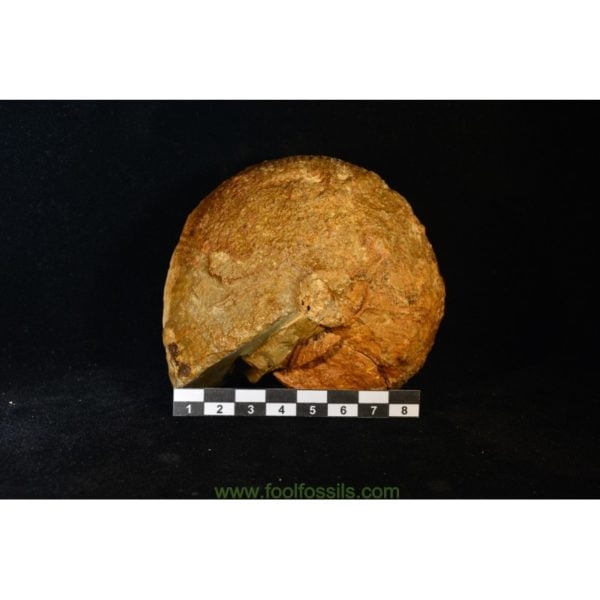 Ammonites fósil Macrocephalites. Ref: AM-9001