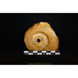 Ammonites fósil. Ref: AM-9012