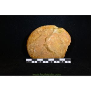 Ammonites fósil Oppelia Subcostata