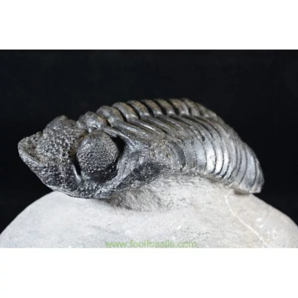 Trilobites fósil Drotops Megalomanicus. Ref: TR-1001