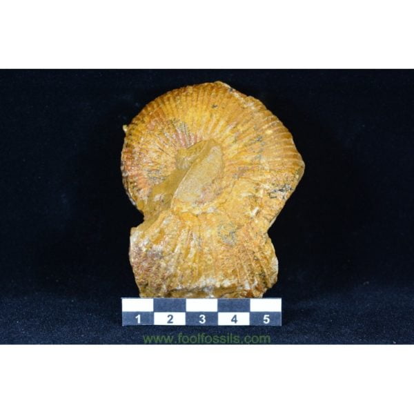 Ammonites fósil Macrocephalites. Ref: AM-9057