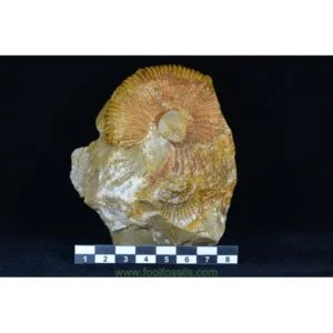 Ammonites fósil Macrocephalites. Ref: AM-9059