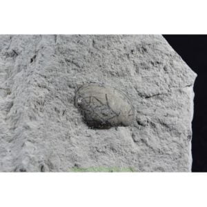 Molusco fósil Nuculana Speetonensis