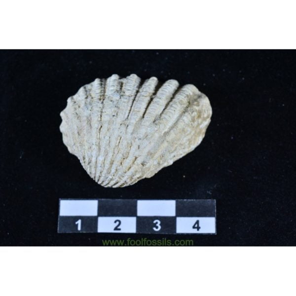 Molusco fósil Palliolum Eccisum