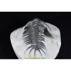 Fósil de trilobites Cyrtometopus. Ref: TR-1030