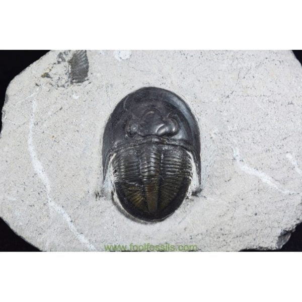 Trilobites fósil Cyberella Lenkei