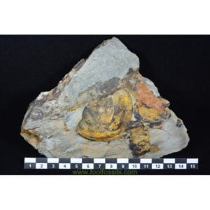 Trilobites fósiles Ectillaenus y Asaphus (Pigidios)