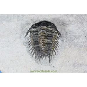 Trilobites fósil Gondwanaspis