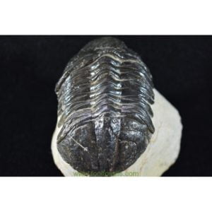 Fósil de trilobites Struveaspis Micromma. Ref: TR-1027