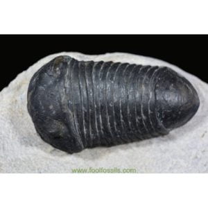 Fósil de trilobites Parahomalonotus. Ref: TR-1051