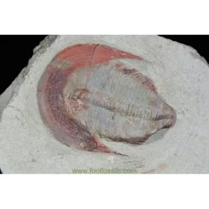 Fósil de trilobites Harpides. Ref: TR-1059