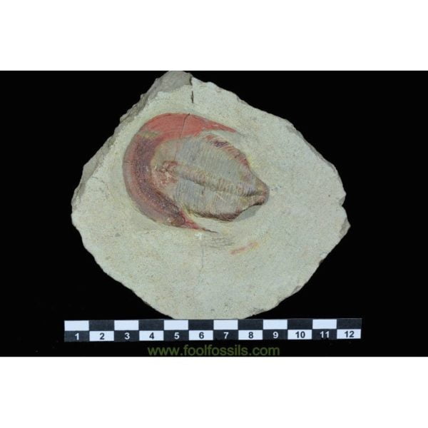 Fósil de trilobites Harpides. Ref: TR-1059