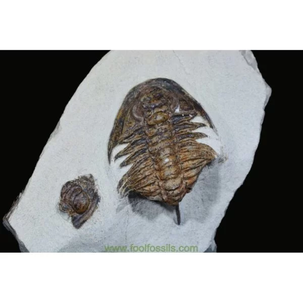 Fósiles de trilobites Saukandia CF. Andaluiae con Cef. Paradoxides