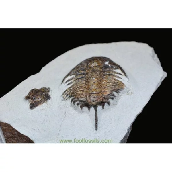 Fósiles de trilobites Saukandia CF. Andaluiae con Cef. Paradoxides