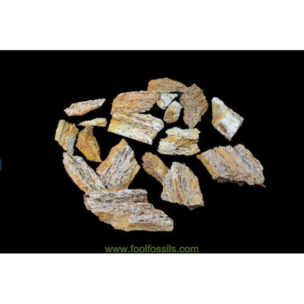 Lote de fósiles de huesos de ballena. Ref: LTF-1019