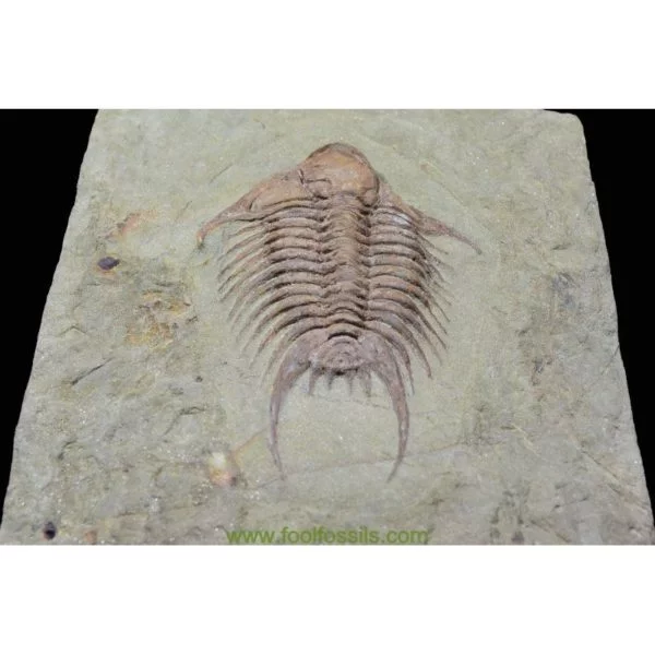 Fósil de trilobites Krattanaspis. Ref: TR-1080