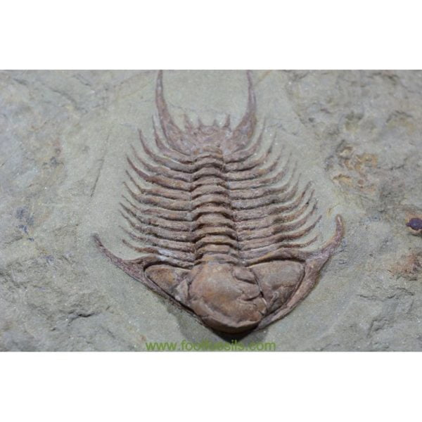 Fósil de trilobites Krattanaspis. Ref: TR-1080