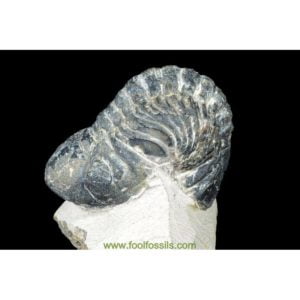 Fósil de trilobites Reedops. Ref: TR-1086