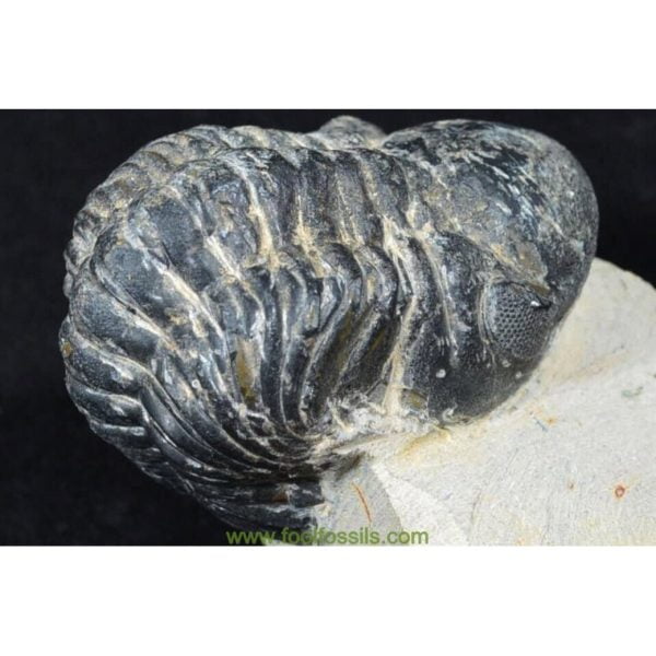 Fósil de trilobites Reedops. Ref: TR-1086