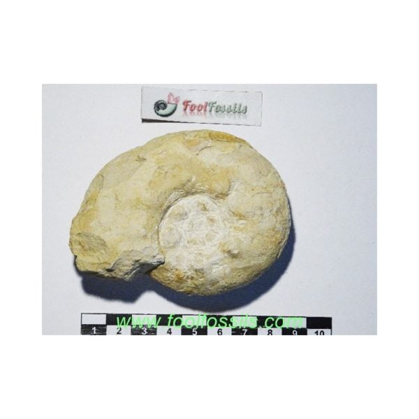 Ammonites fósil Acanthoceras. Ref: AM-9168