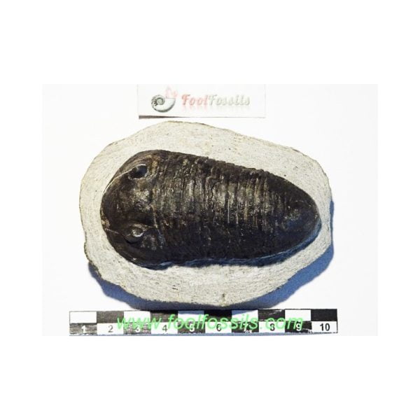 Fósil de trilobites Wendorfia Planus. Ref: TR-1093