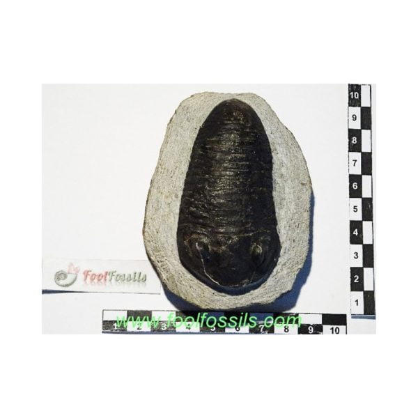 Fósil de trilobites Wendorfia Planus. Ref: TR-1093