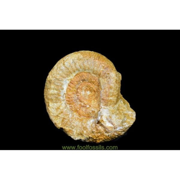 Ammonites fósil. Ref: AM-9029