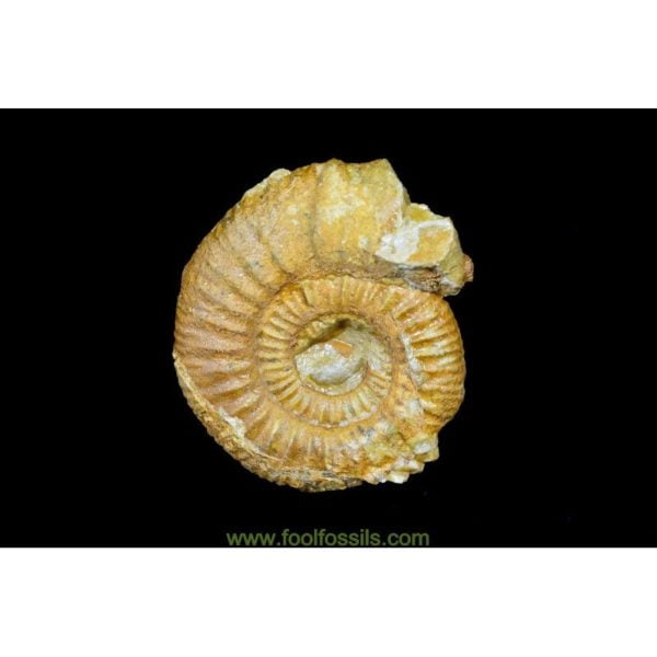 Ammonites fósil. Ref: AM-9035