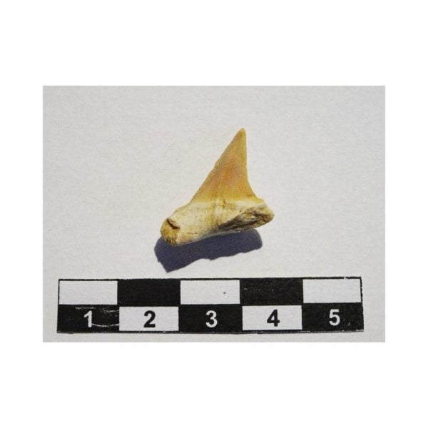 Diente de tiburón fósil Macrorhizodus Praecursor. Ref: PC-1046