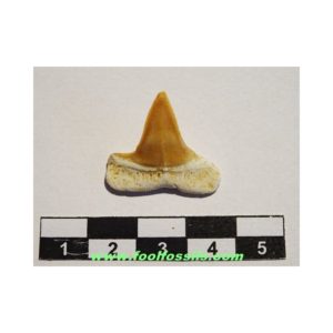 Diente de tiburón fósil Macrorhizodus Praecursor. Ref: PC-1047