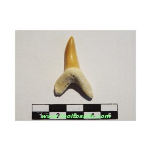Diente de tiburón fósil Macrorhizodus Praecursor. Ref: PC-1052