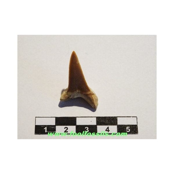 Diente de tiburón fósil Macrorhizodus Praecursor. Ref: PC-1053