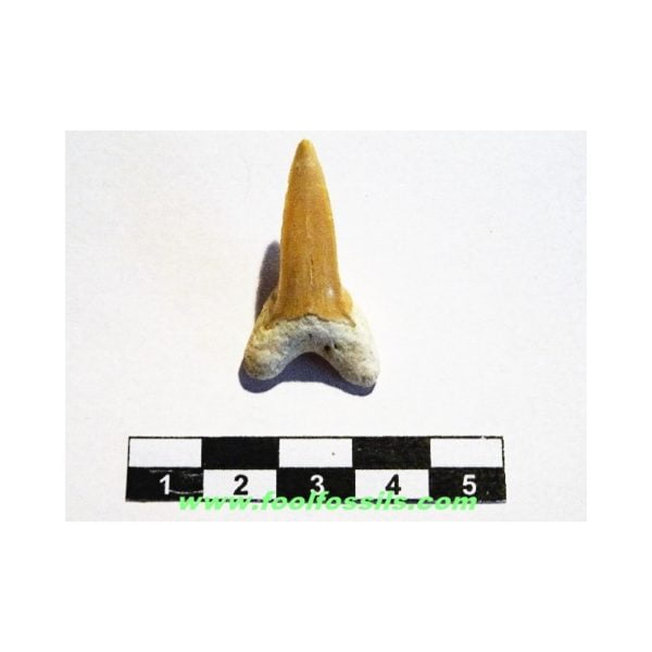 Diente de tiburón fósil Macrorhizodus Praecursor. Ref: PC-1054