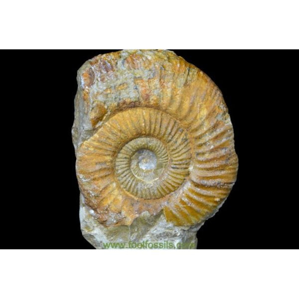 Ammonites fósil. Ref: AM-9048