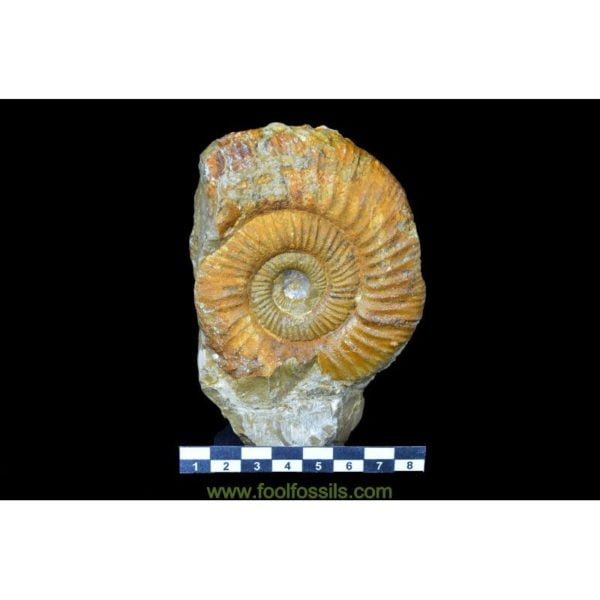Ammonites fósil. Ref: AM-9048