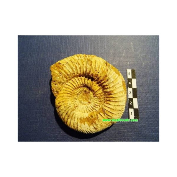 Ammonites fósil Kranaosphincthes (Pachyplanuites) Subevolutus