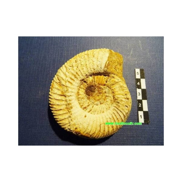 Ammonites fósil Kranaosphincthes (Pachyplanuites) Subevolutus