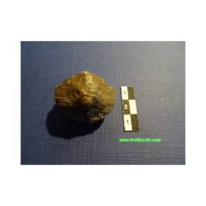 Crinoideo fósil Halocrinites Schlotheimii
