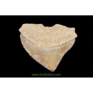 Diente de tiburón fósil Corax. Ref: PC-1039