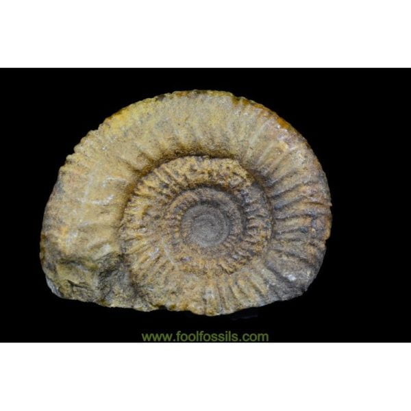 Ammonites fósil. Ref: AM-9074