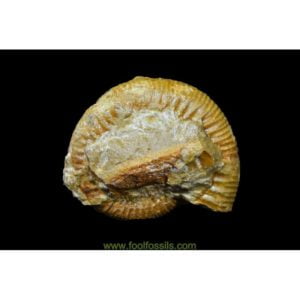 Ammonites fósil. Ref: AM-9085