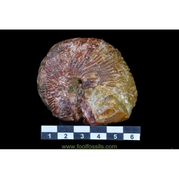 Ammonites fósil Macrocephalites. Ref: AM-9068