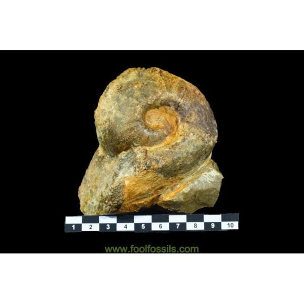 Ammonites fósil Bullatimorphites. Ref: AM-9070