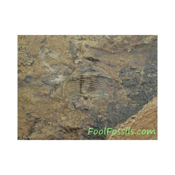 Fósil de trilobites Paradoxides Pradoanus. Ref: TR-1119