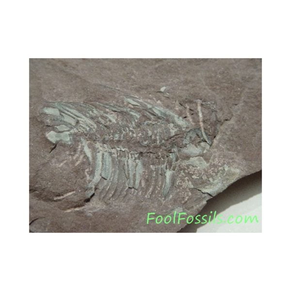 Fósil de trilobites Paradoxides Pradoanus. Ref: TR-1122