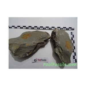 Fósil de trilobites Hamatolenus. Ref: TR-1130