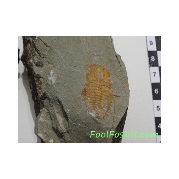 Fósil de trilobites Hamatolenus. Ref: TR-1130